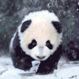 Pandababy im Schnee (Maxi)