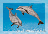 Rauzahn Delfine