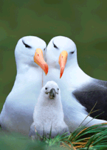 Albatrosfamilie