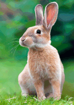 Lauschendes Kaninchen