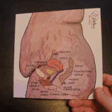 Anatomie Lernkarten: Vagina & Uterus (dt/eng)
