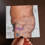 Anatomie Lernkarten, Penis & Hoden (dt/eng)
