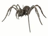 Spinne