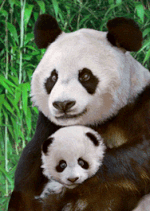 Notizbuch Pandamutter und Junges A6 hoch