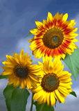 authentic CARD - Sonnenblume Nr. 02