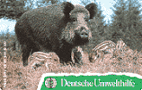 D-O-1119-06-1994 - Deutsche Umwelthilfe - Wildschwein