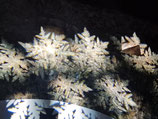 Snowflakes