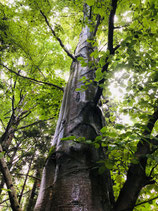 Methode "GO(O)D NATURE VIBRATIONS": Zur inneren Ruhe kommen - seinen natürlichen Zustand einnehmen
