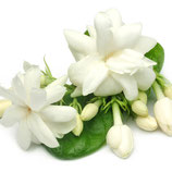 Parfumöl - Oriental Jasmine