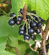 Ribes nigrum "Müli"- Schwarze Johannisbeere "Müli"- Le cassissier "Müli"- Ribes nero "Müli"- Blackcurrant "Müli"