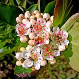 Aronia × prunifolia 'Nero' (F) - Apfelbeere 'Nero' (Aronia) - L'Aronia 'Néro' - Aronia 'nero' - Purple chokeberry 'Nero'  Néflier des rochers - Pero corvino - Snowy mespilus