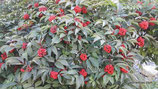 Sambucus racemosa (L.) - Roter Holunder - Sureau à grappes - Sambuco racemosa - Red Elderberry