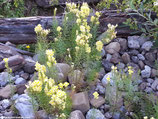 Antirrhinum majus (L.) - Wildes Löwenmäulchen - Gueule-de-lion - bocca di leone comune - Common snapdragon