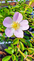 Rosa inodora (FRIES) - Duftarme Rose - Rosier inodore - Rosa a odore debole - Inodora Rose