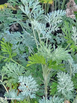 Artemisia absinthium (L.) - Wermut - L'Absinthe - L'Assenzio maggiore - common wormwood