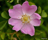 Rosa jundzillii (BESSER) - Jundzills-Rose - Rosier de Jundzill - Rosa di Jundzill - Large-leaved Rose