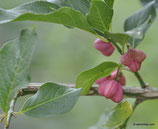 Euonymus europaea (L.) - Gemeines Pfaffenhütchen - Fusain d'Europe - Bonnet de prêtre - Bois-carré - Berretto da prete - Corallini - European spindle tree