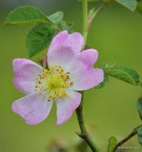 Rosa gremlii (CHRIST) - Gremli-Rose - Rosier de Gremli - Rosa gremlii - Gremli Rose