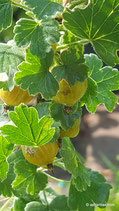 Ribes uva-crispa (L.) - Wilde Stachelbeere - Groseillier épineux - Ribes uva spina - Gooseberry
