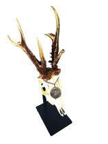 Rehbock-Trophäenständer