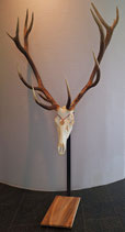 Rothirschtrophäenständer mit Holzsockel