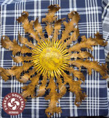 EGUZKILORE ÓXIDO (B)