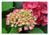 Hortensia 10 x 15 cm.