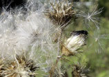 Flaums Abschied