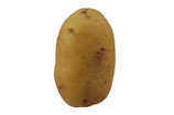 Kartoffeln - Agria