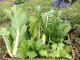 無農薬無肥料栽培野菜セット