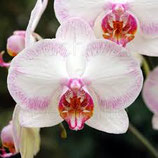 Orchidée phalaenopsis