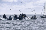 Whale Watching - Monterey