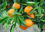 Mandarine Ortanique bio