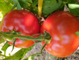 Fleischtomate "Rutgers"