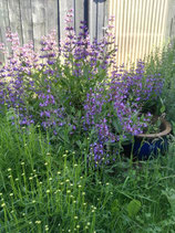 Salbei, Gewürzsalbei