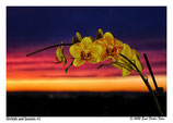 Orchid Greeting Cards