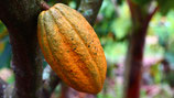 Cacao - PDF