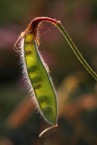 Bean - PDF