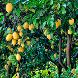 Lemon - PDF