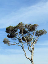 Melaeuca alternifolia - Gum Tree - Tea Tree - PDF