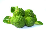 Bergamot - PDF