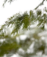 Balsam Fir - PDF