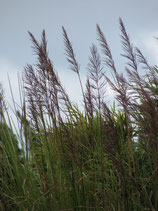 Vetiver- PDF