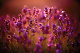 Lavender- PDF