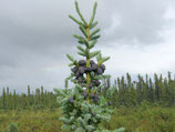 Black Spruce- PDF