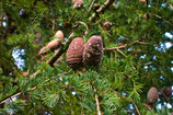 Cedar - PDF