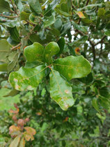 Quercus chapmanii - Chêne de Chapman (Chapman oak)