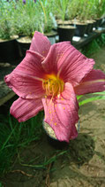 Hemerocallis 'Summer Wine' - Lis d'un jour AB