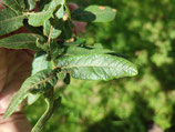 Quercus crassipes -