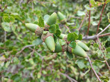 Quercus pacifica JBB.US24.104 - Chêne arbustif du Pacifique (Channel Islands Scrub Oak)
